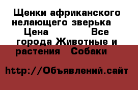 Щенки африканского нелающего зверька  › Цена ­ 35 000 - Все города Животные и растения » Собаки   